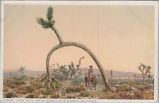Yucca Tree Mohave Desert Near Barstow, California CA c1920s Postcard UNP 6916b picture
