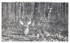 Vintage Post card White Tail Deer laying and in background in woods Unposted picture