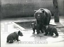 Press Photo Bear Cubs With Mother at Bern Zoo picture