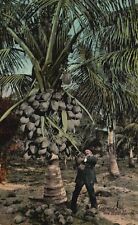 Postcard FL Posted Miami 1913 Man with Lots of Coconuts Tree Vintage PC J3722 picture
