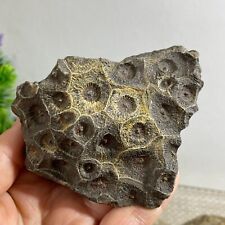 174g Natural  Coral Specimen Mineral Cluster Fossil h314 picture