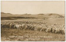 Glendive Montana MT ~ Range Sheep Feeding in Badlands RPPC Real Photo c.1912 picture