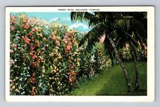 Orlando FL-Florida, Sweet Peas, Antique, Vintage Postcard picture