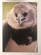POSTCARD EDUCATIONAL ONLY- HARPY EAGLE, CENTRAL/SOUTH AMERICA, PLS SEE PHOTOS picture