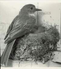 1968 Press Photo Phoebe bird sits on nest - lra60064 picture