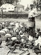 1H Photograph Old Man Chicken Farmer Feeding Chickens Feed Hens Bucket 1956 picture