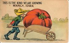 1913 Humorous Manly, Iowa Postcard - The Kind We Are Growing, Giant Tomato M141 picture