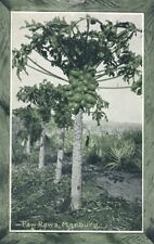 MARBURG - Paw-Paws Australia 1915 Panama-Pacific Exposition Postcard picture