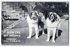 Duke And Duchess The Mascots Springborg's Glen Ivy Hot Spring Corona CA Postcard picture