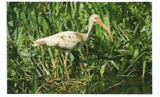 White Ibis Bird Postcard Florida Everglades  picture