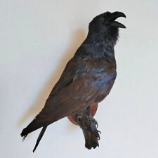Raven Taxidermy Bird Real Stuffed mount Animal Gothic Tattoo Driftwood picture