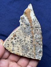 92g rare Cambrian period brachiopod Spirifer specimen stone picture
