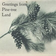 Vintage Postcard Greetings From Pine Tree Land Unposted  picture