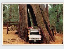 Postcard Original Drive Thru Tree Shrine Drive Thru Tree Park Myers Flat CA USA picture