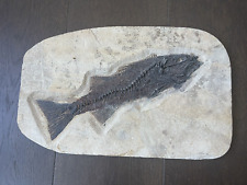 11.5 inch Mioplosus Kemmerer, WY picture