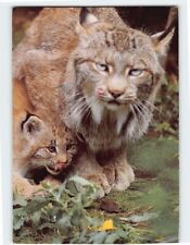 Postcard Lynx With Cub, Minnesota Zoo, Apple Valley, Minnesota picture