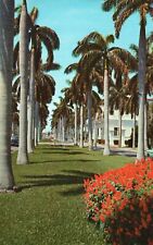 Vintage Postcard Avenue of Magnificent Royal Palms Thorofare Southern Florida FL picture