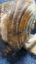 Petrified Wood With Half Rings Raw River Tumbled Montana 1 Lb 13oz picture
