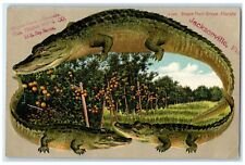 c1910's Grape Fruit Grove Jacksonville Florida FL Alligator Embossed Postcard picture