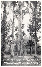 Postcard FL The Big Tree Oldest Cypress b/w Sandford & Orlando Vintage PC J3816 picture