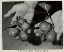 1967 Press Photo Ray Fisher displays diseased and healthy limes from Florida picture