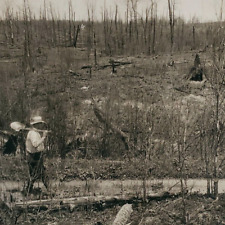 Duluth Forest Fire Aftermath Stereoview 1920s Minnesota Burnt Trees Photo D465 picture