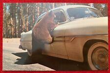 VINTAGE POSTCARD AMERICAN BLACK BEAR CUBS YELLOWSTONE WYOMING '50s CHROME ES-253 picture