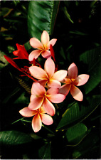 Pink Plumieria Flowers In Hawaii HI Postcard picture