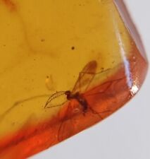 100 MILL. YEARS OLD BURMITE AMBER WITH MOSQUITO (ABR14/33) picture