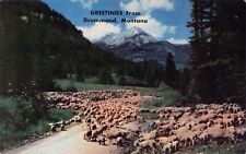 Drummond MT Montana Sheep Herding Great West Vtg Postcard D27 picture