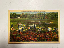 Old Postcard, Picking Cranberries, Cape Cod, Posted 1948 to Coldwater, Mich picture