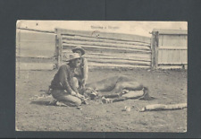 Post Card 1909 Fort Russel WY Shoeing A Bronco picture