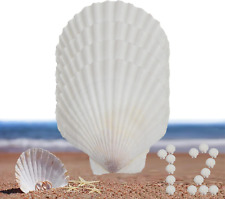 12 Pcs Sea Shells White Large Scallop Shells for Baking Cooking, Big Natural Cla picture
