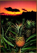 Sunset Pineapples Hawaii Postcard picture