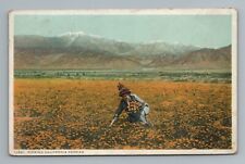 c.1920s Woman Picking California Poppies Vintage Postcard picture