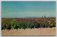 Postcard Arizona Phoenix Acres of Acres of Roses picture