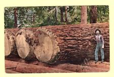 Montgomery Lumber Company Advertising 1912 Postcard picture