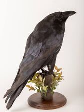 Raven Taxidermy Bird Real Stuffed mount Animal Gothic Tattoo Driftwood #6 picture