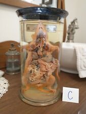 Antique Vintage Biological Wet Jar Specimen Dissected/Injected Rat; Good cond. picture