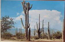 Desert Giant Saquaro Cactus, Desert Vintage Postcard 1962 Stamp Cancel picture