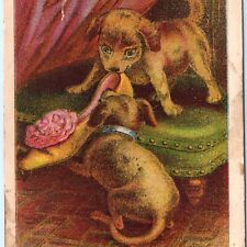 c1880s Chicago Cute Puppy Dogs Reynolds Brothers Shoes J.N Carter Trade Card C43 picture