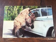 Bears Trying to Get in Car Postcard picture