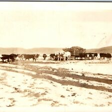 c1910s Casper, WY Cattle Farm Feed White Horses Real Photo Antique Picture A47 picture