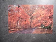 Autumn Leaves Vintage Postcard Unposted picture
