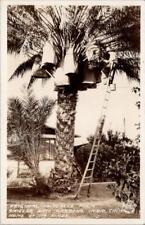 Imported Palm, Shields Date Gardens, INDIO, California, Real Photo Postcard picture