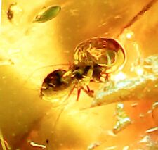 Baltic Amber Insect Inclusion with 4x Magnifying Case picture