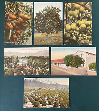 Lot 6 California Orange Postcards Grapefruit Citrus Antique 1909 Era picture