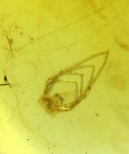 Cretaceous burmite Fossil Burmese burmite spider insect fossil amber Myanmar picture