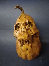 Rotten Corpsed Pumpkin Skull Halloween Prop picture