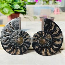 182g Rare A Pair Natural Conch Ammonite Fossil Crystal Geode Specimen Reiki picture